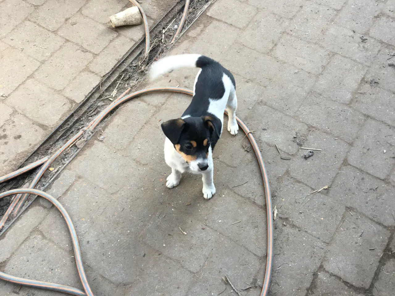 Billede 1 - Dansk-Svenske Gårdhundehvalp