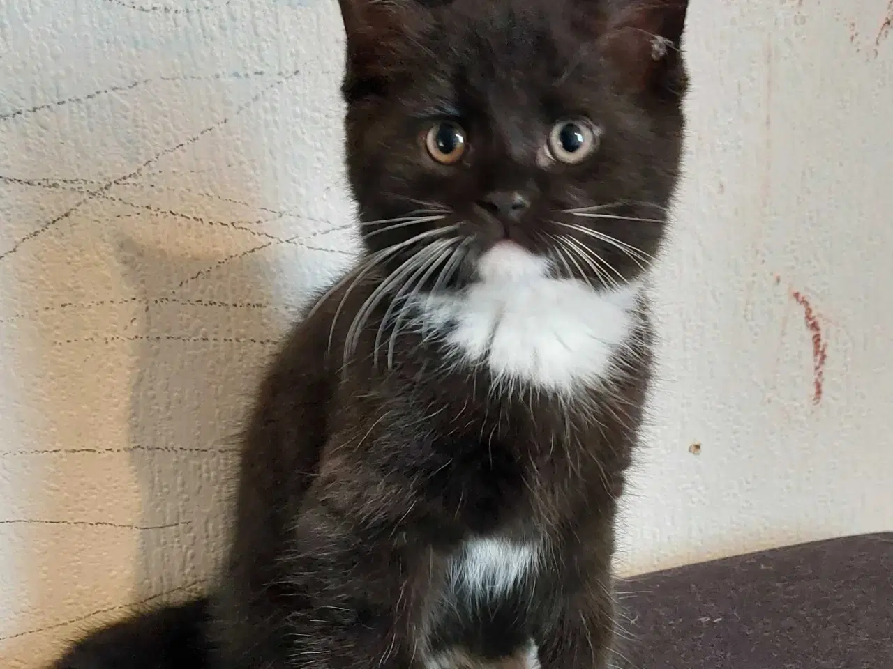 Billede 1 - British shorthair mor