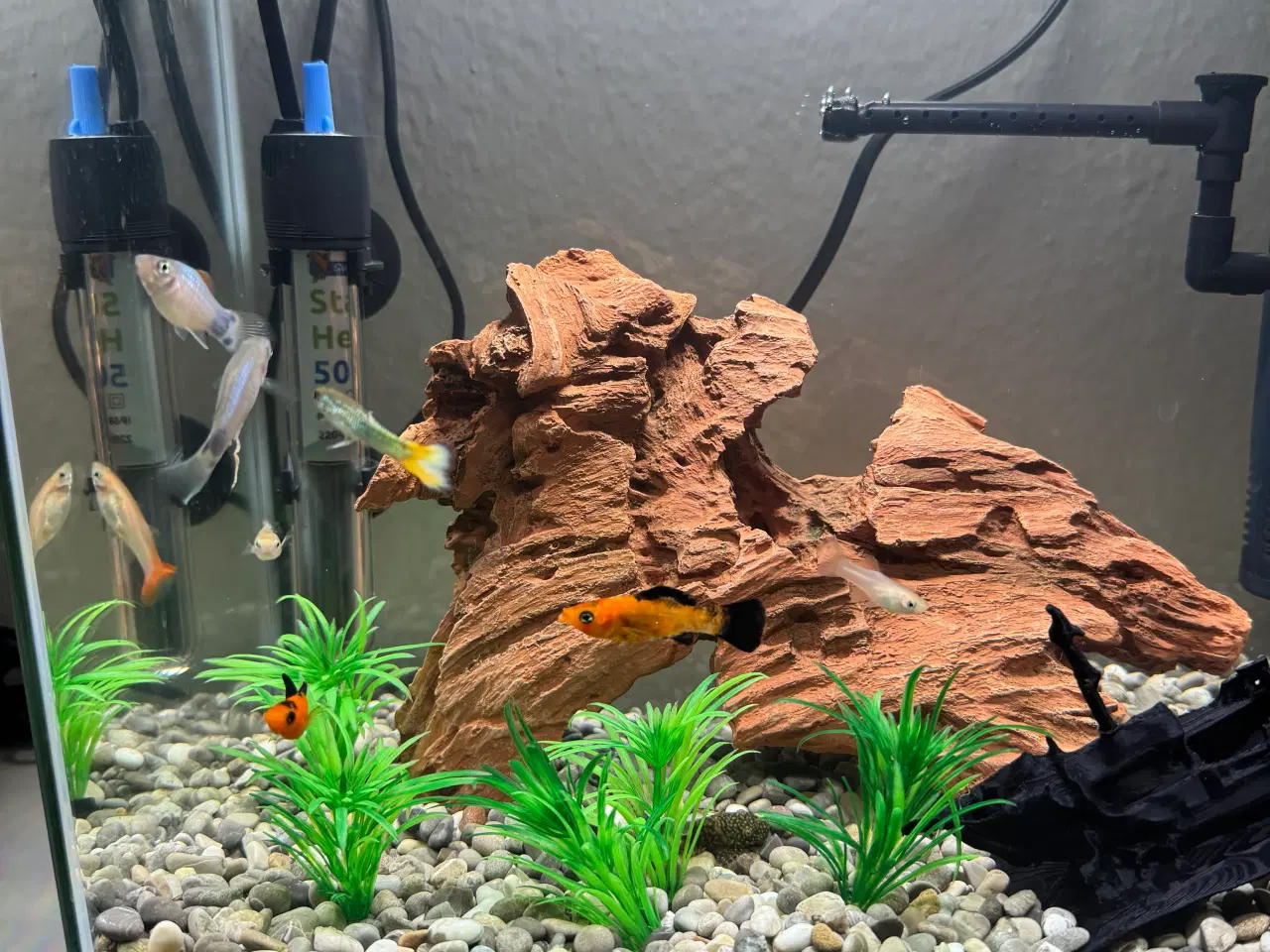 Billede 8 - Akvarie med fisk