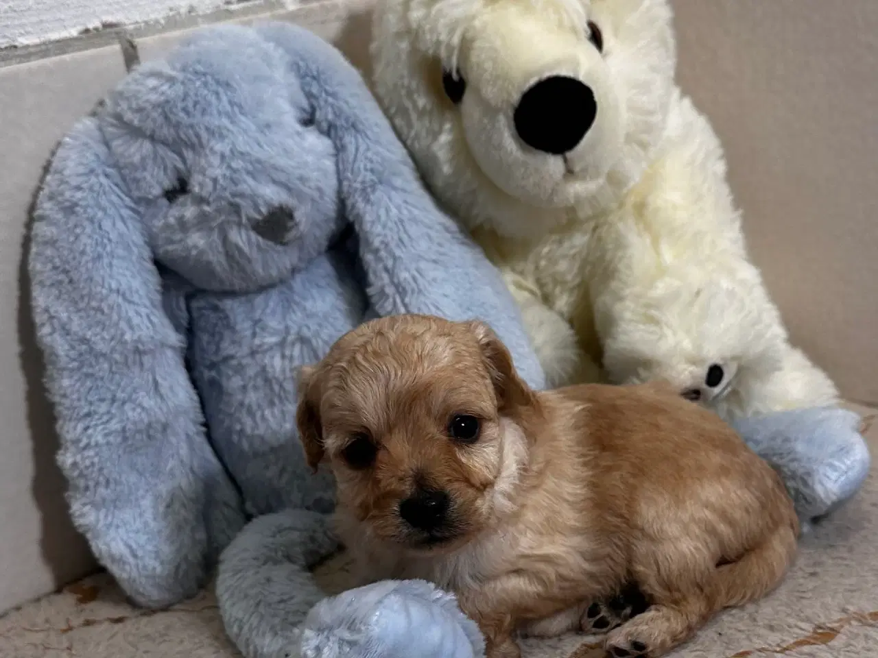 Billede 8 - Cavapoo F2B