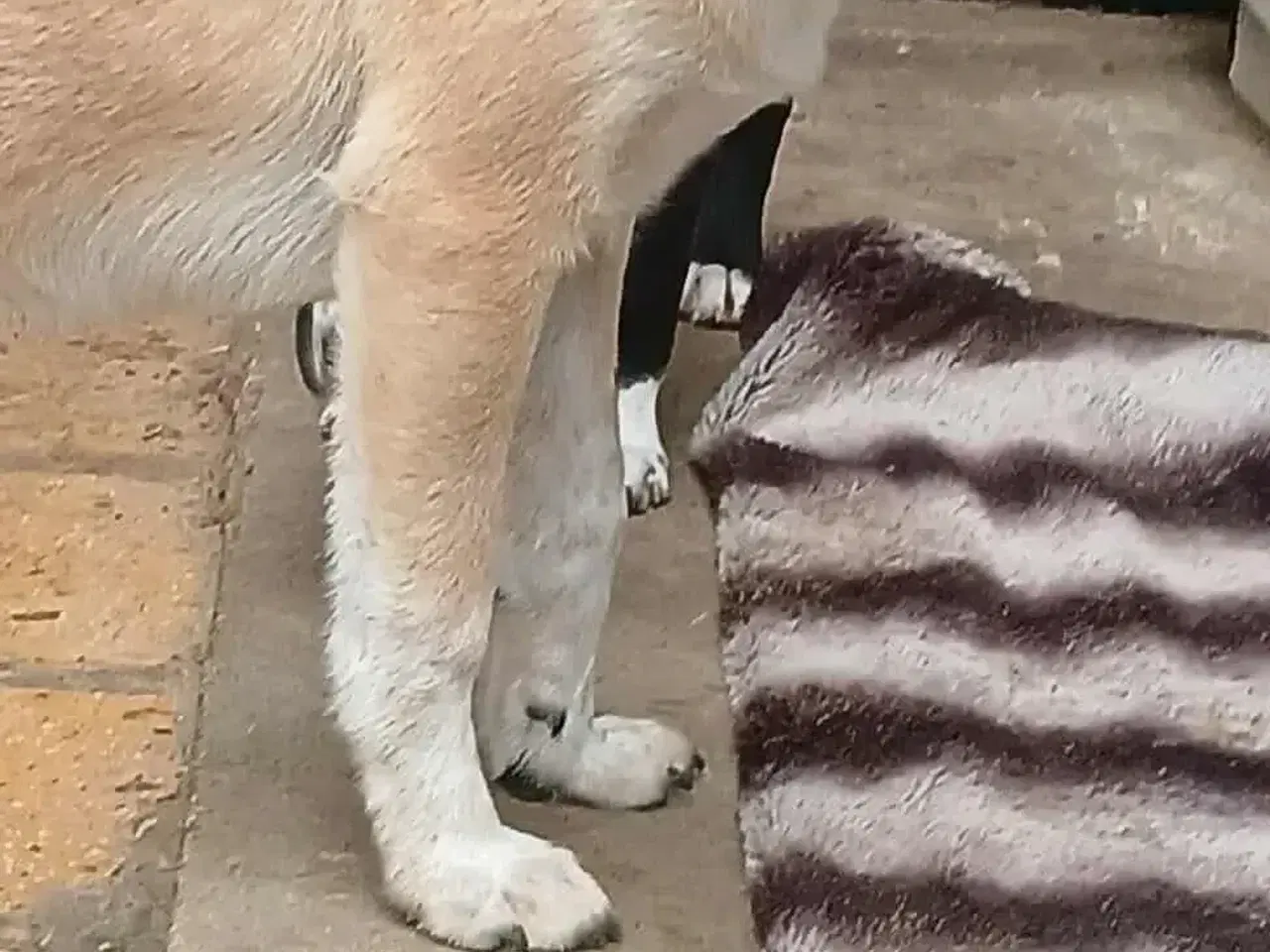 Billede 9 - Dino ønsker sig en familie i julegave