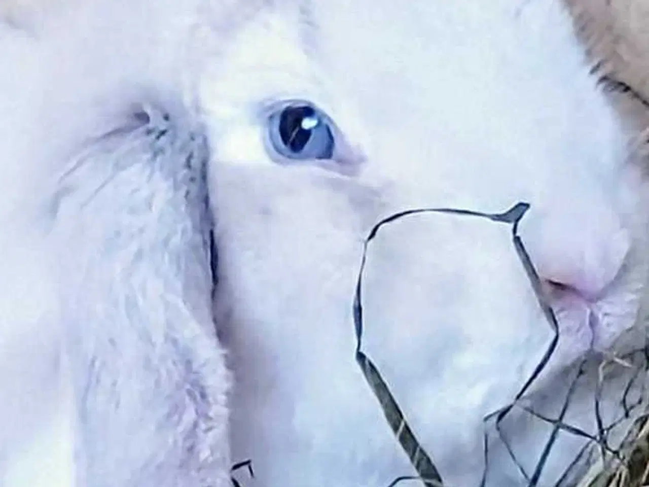 Billede 3 - Sødeste hun kanin sgr nyt hjem