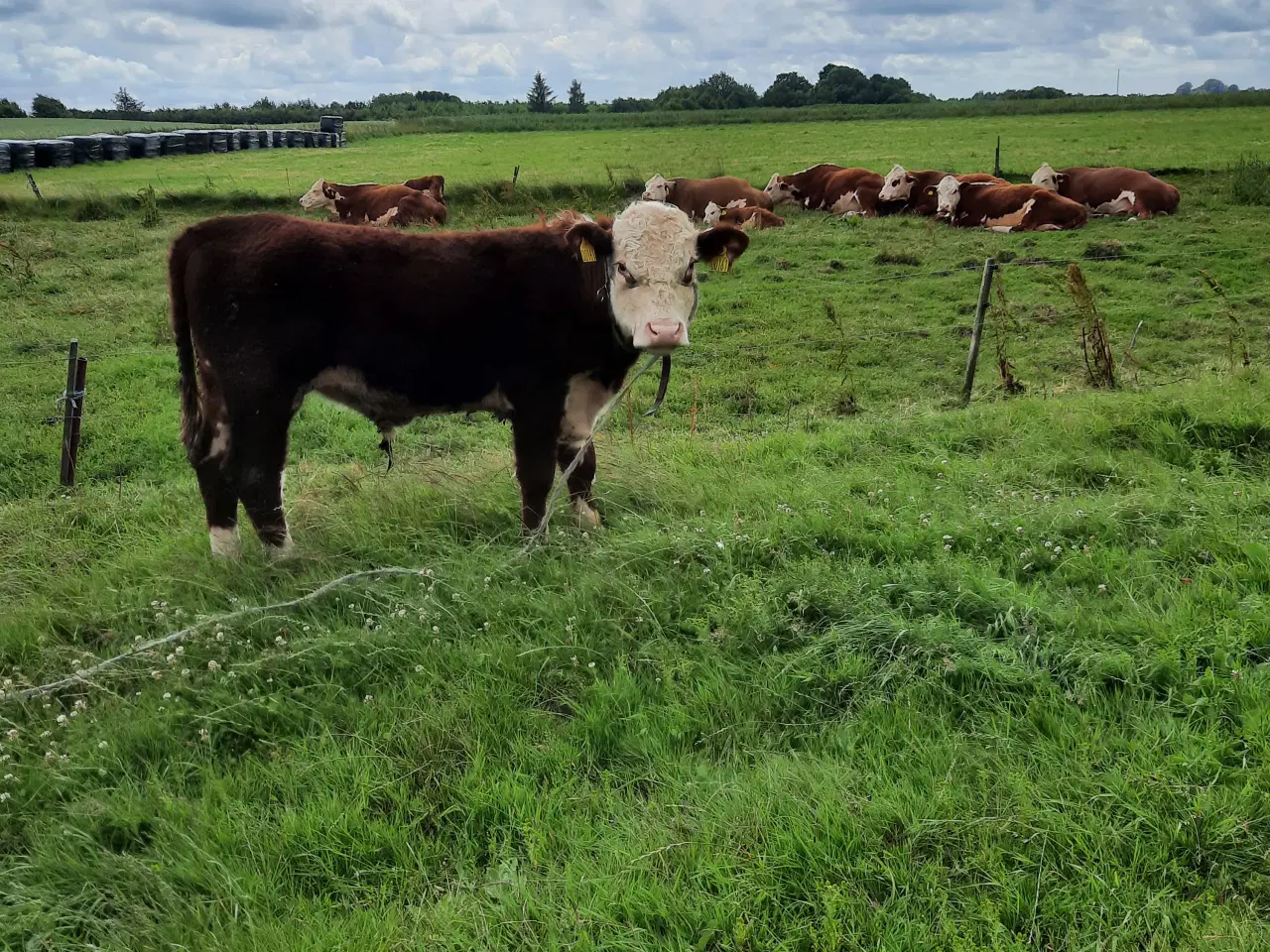 Billede 1 - Hereford ungtyr