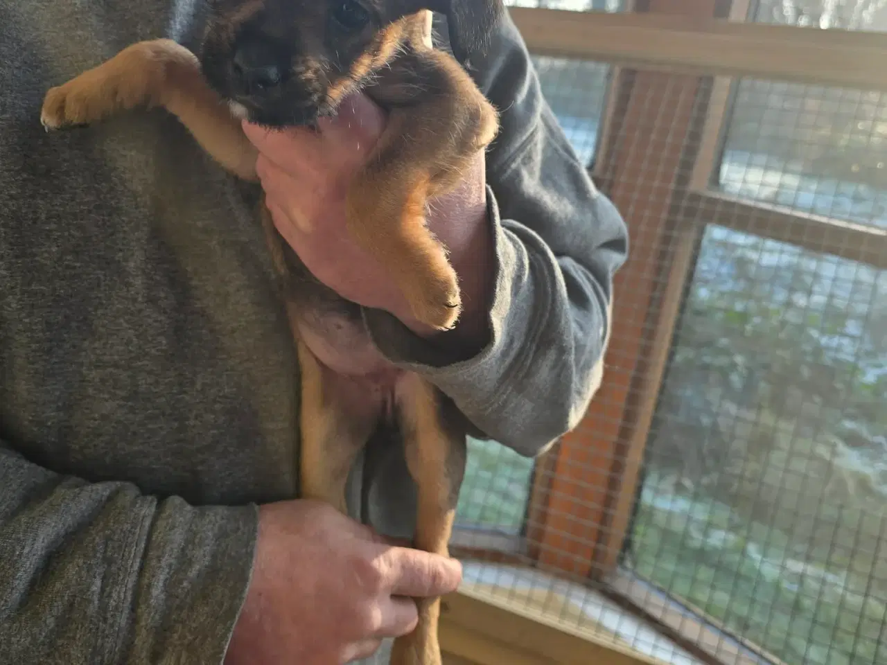 Billede 1 - Bladnings hunde hvalpe