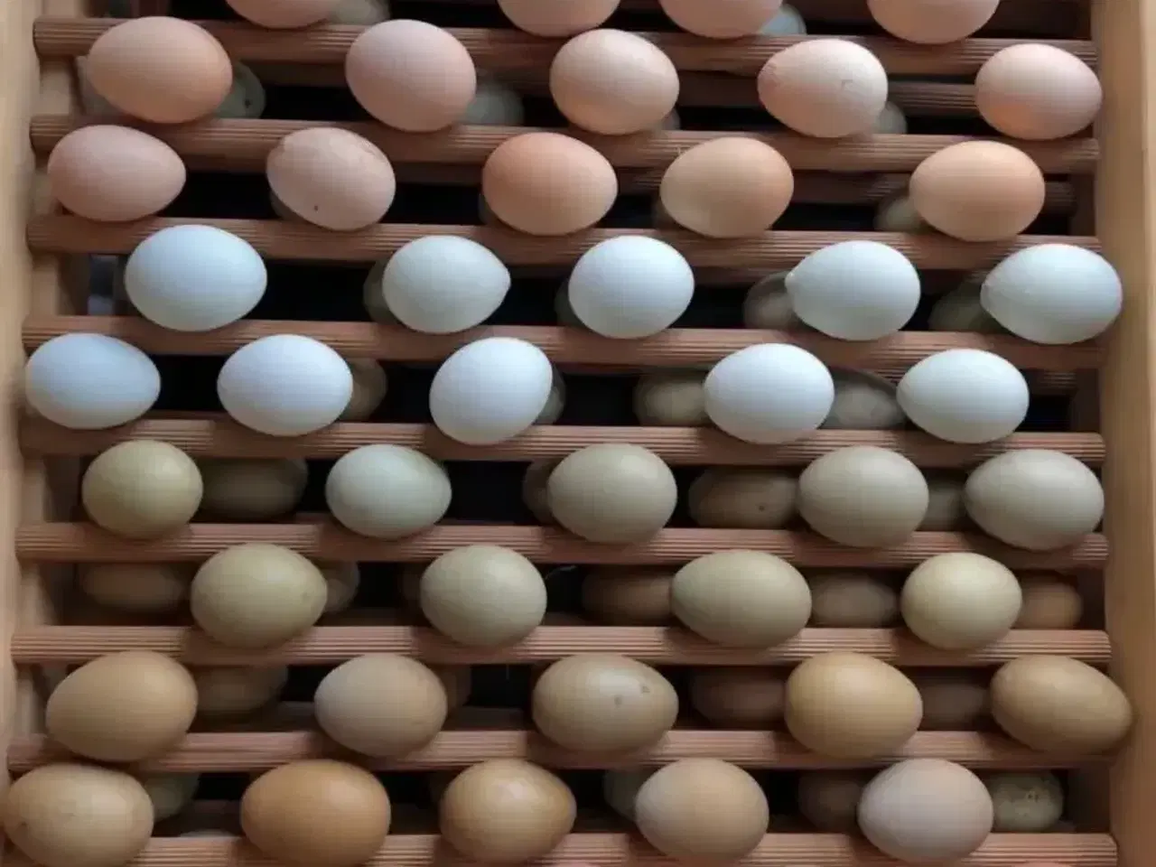 Billede 8 - Søde små kyllinger 