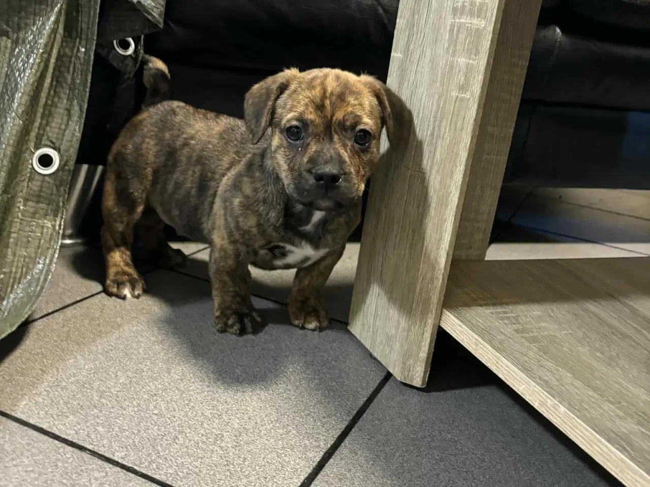 Billede 1 - Dansk-Svensk gårdhund- Fransk Bulldog