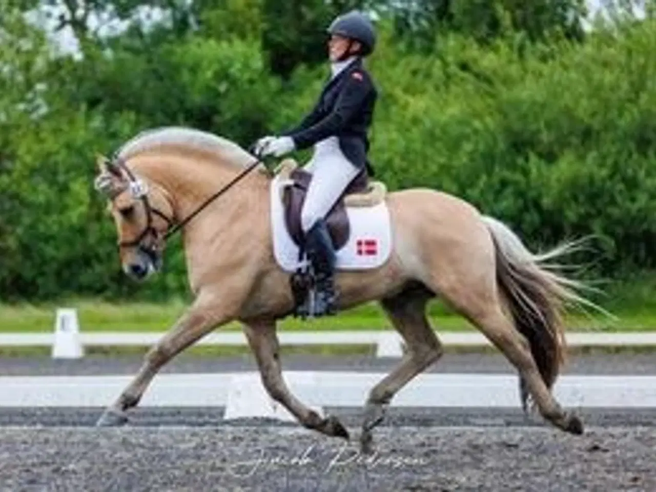 Billede 3 - Fjordhest 