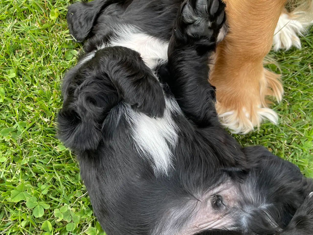 Billede 3 - Kun 1 tilbage. Cocker Spaniel hvalpe klar 18/5