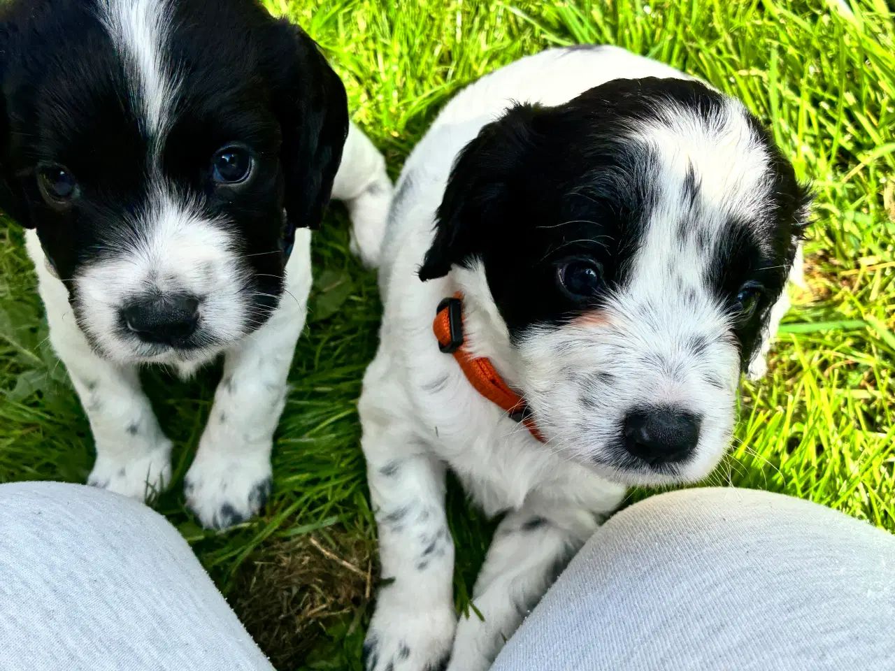 Billede 1 - F.t springer/F.t cockerspaniel 