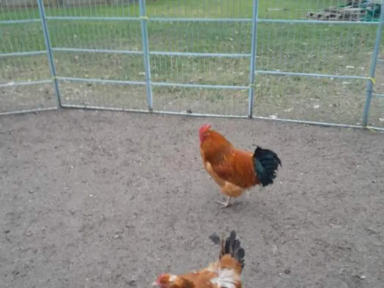 Billede 2 - Hane sussex