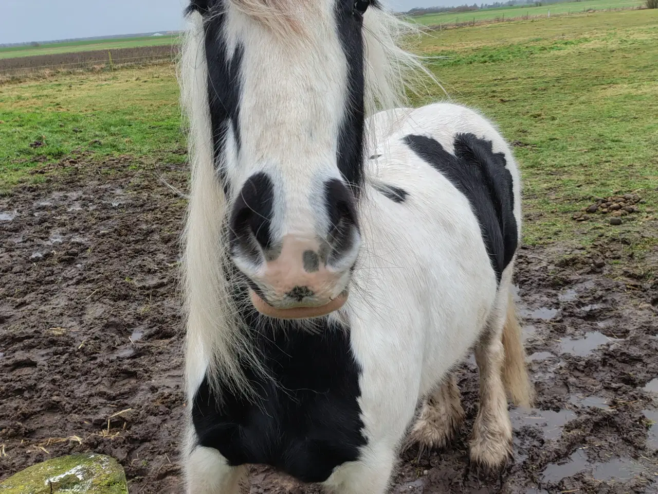 Billede 2 - Irish cob, vallak