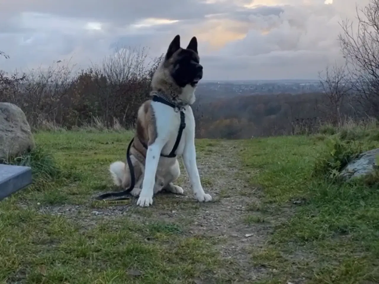 Billede 1 - Hvalpe mixed breed. American akita/ Sort schæfer 