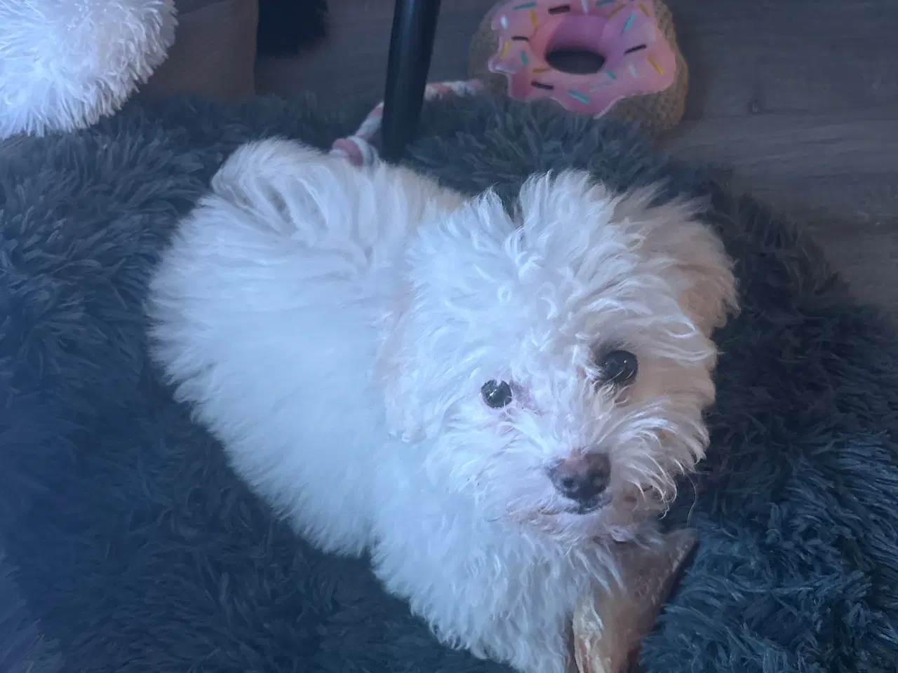 Billede 2 - Hvalp til salg🩵