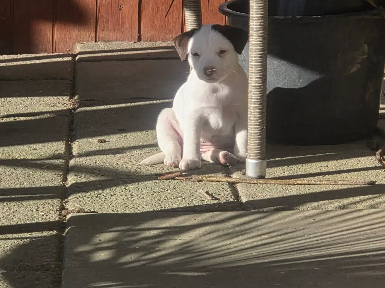 Billede 3 - Jack Russell Terrier hvalpe 