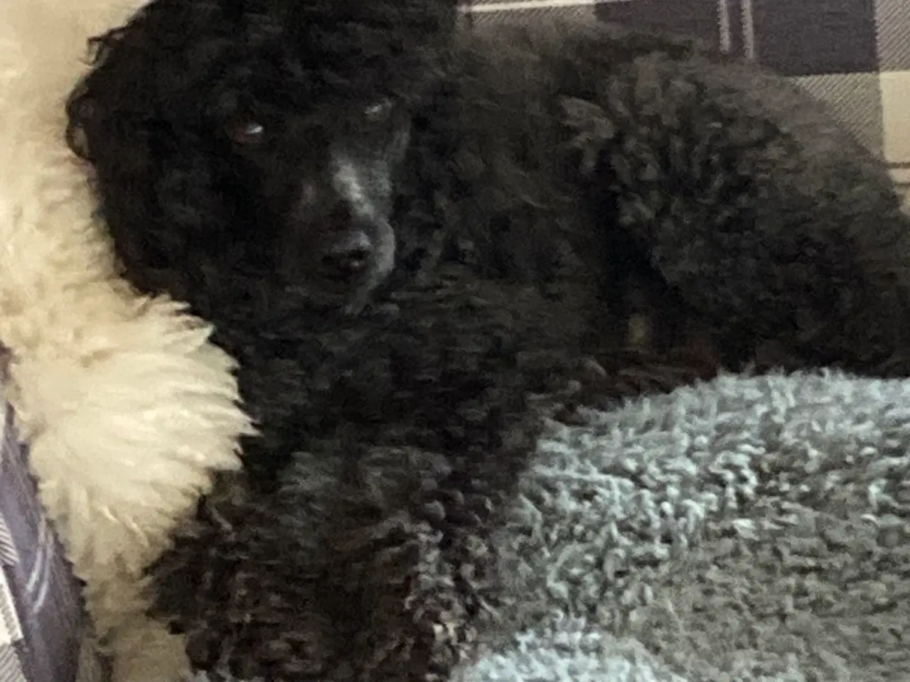 Billede 7 - 5 ugers Dværgpudel drenge