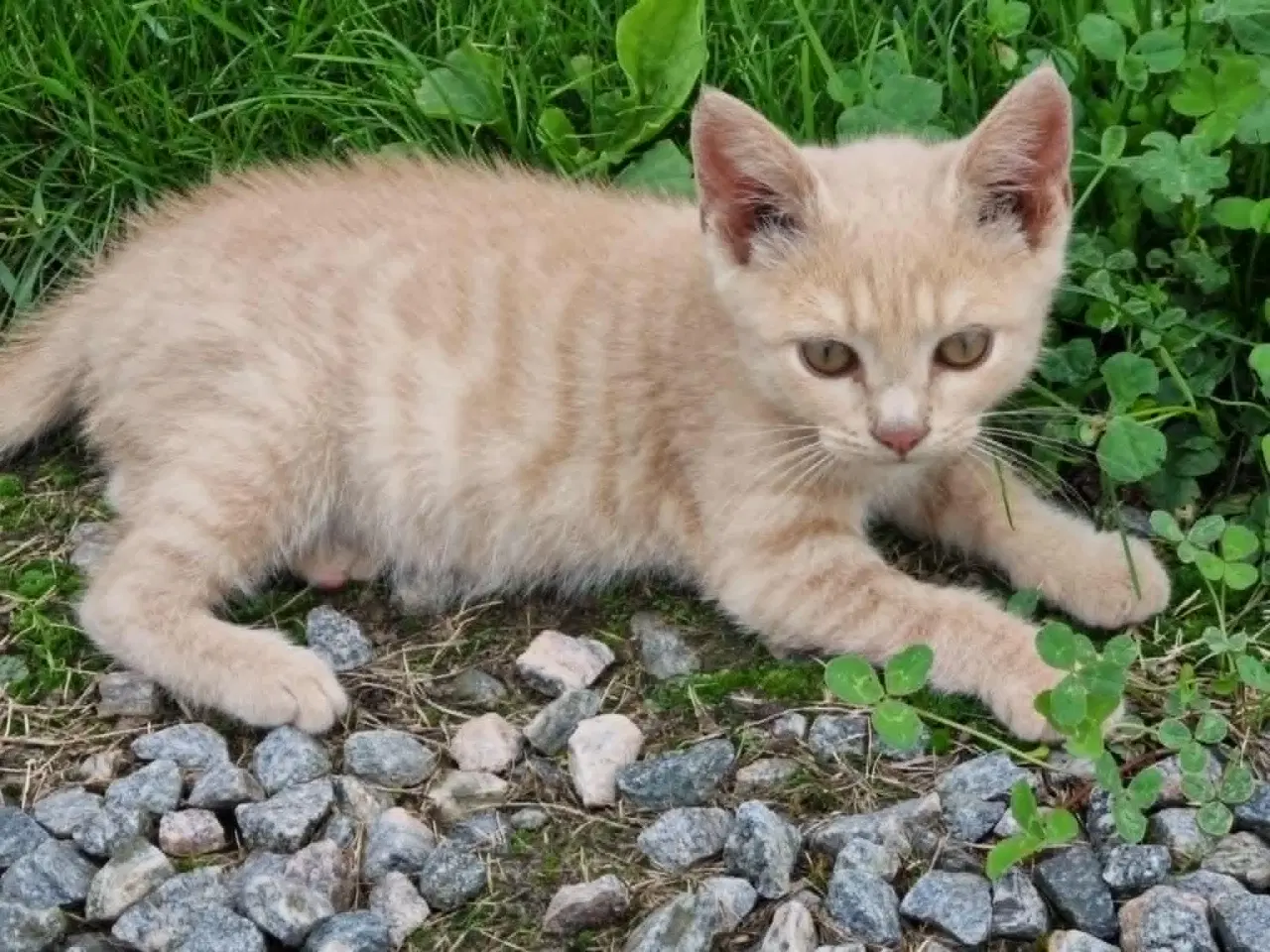 Billede 3 - Katte killinger