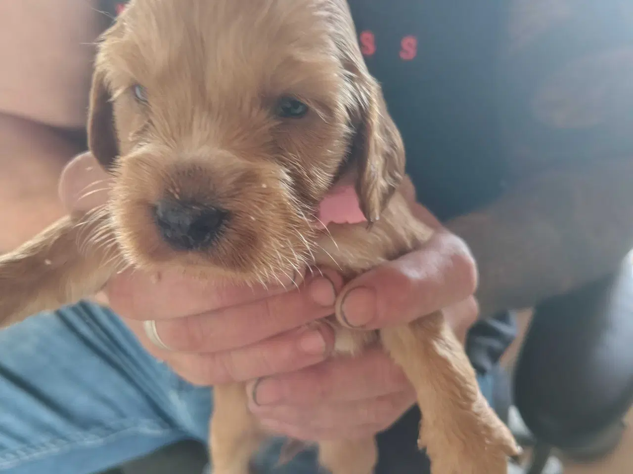 Billede 4 - Cocker Spaniel 