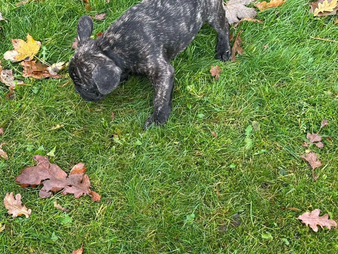 Billede 7 - Fransk bulldog / Brindle November!