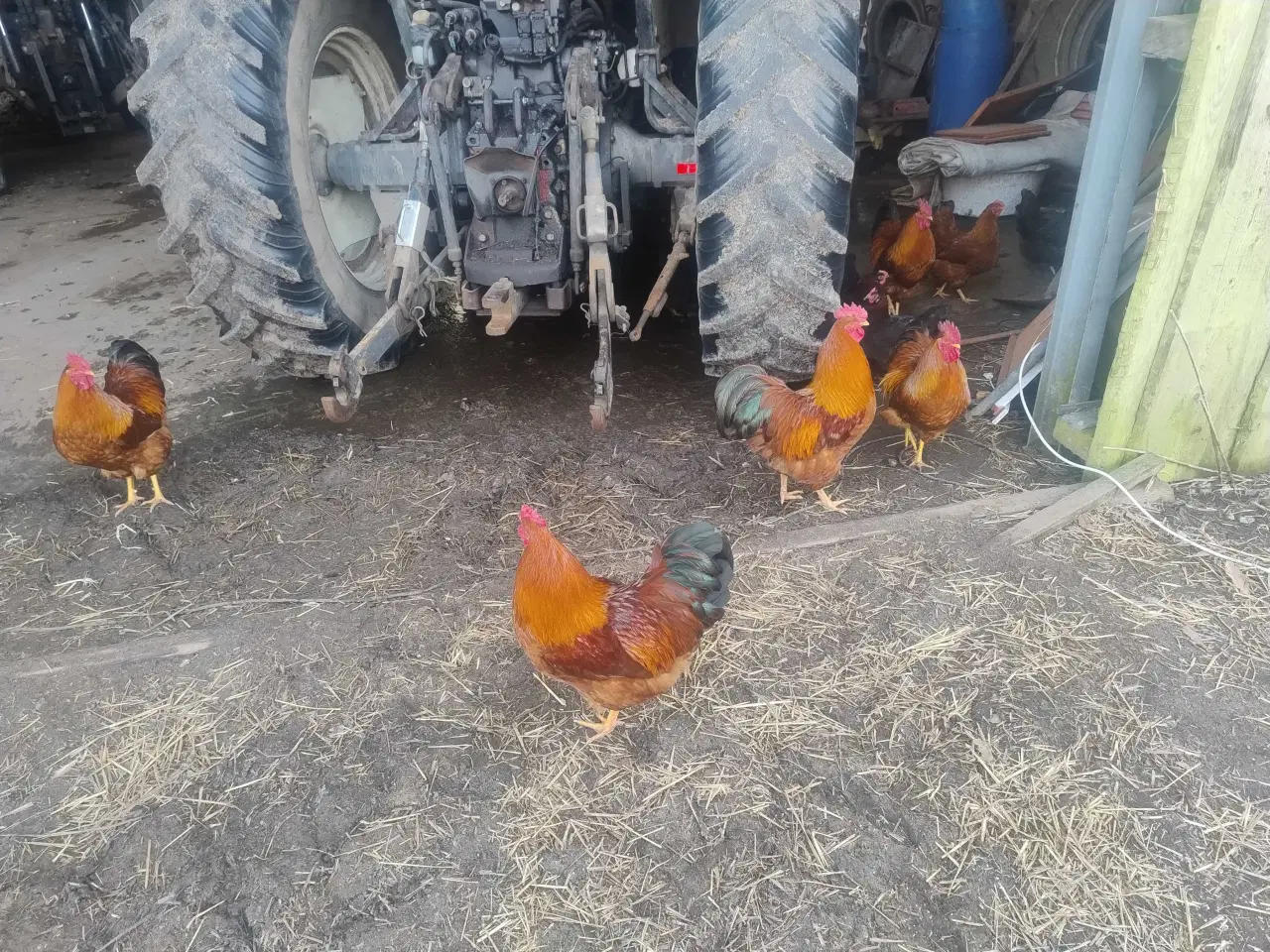 Billede 1 - New Hampshire haner / kokke