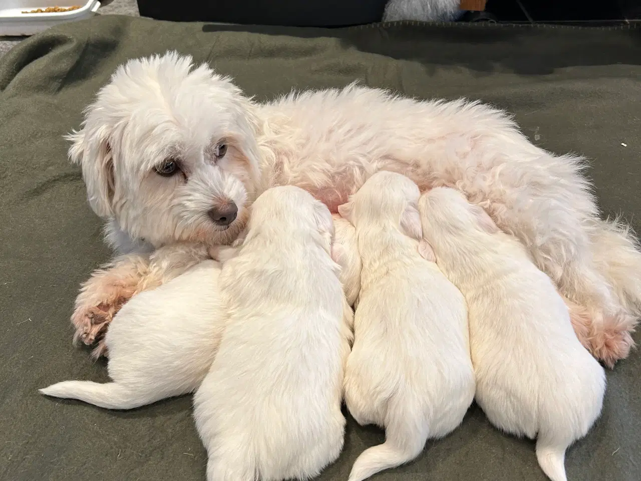 Billede 2 - Bomuldshund- Coton de Tulear