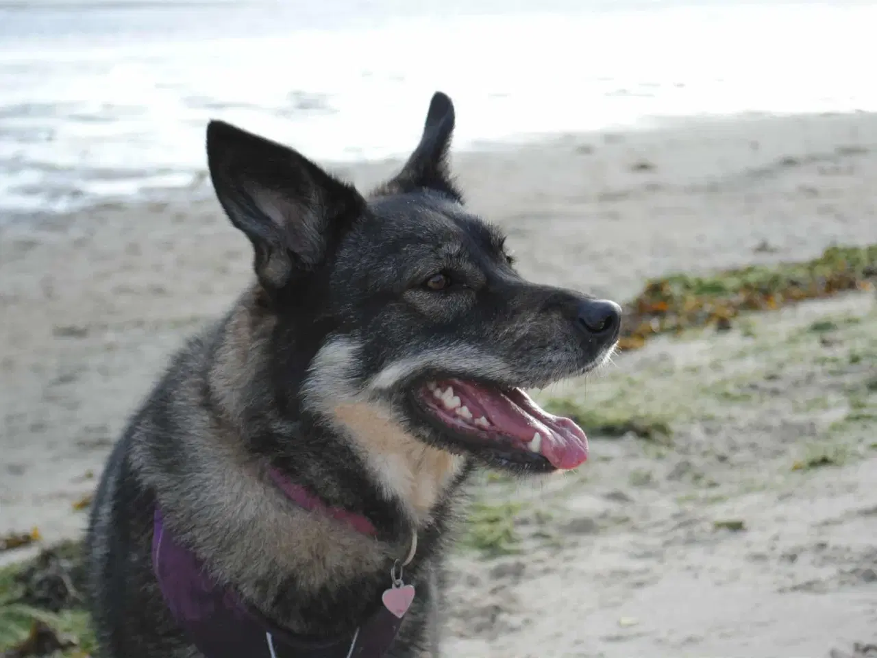 Billede 1 - Smukke, dejlige Tubs søger sit sidste hjem 🏡💞