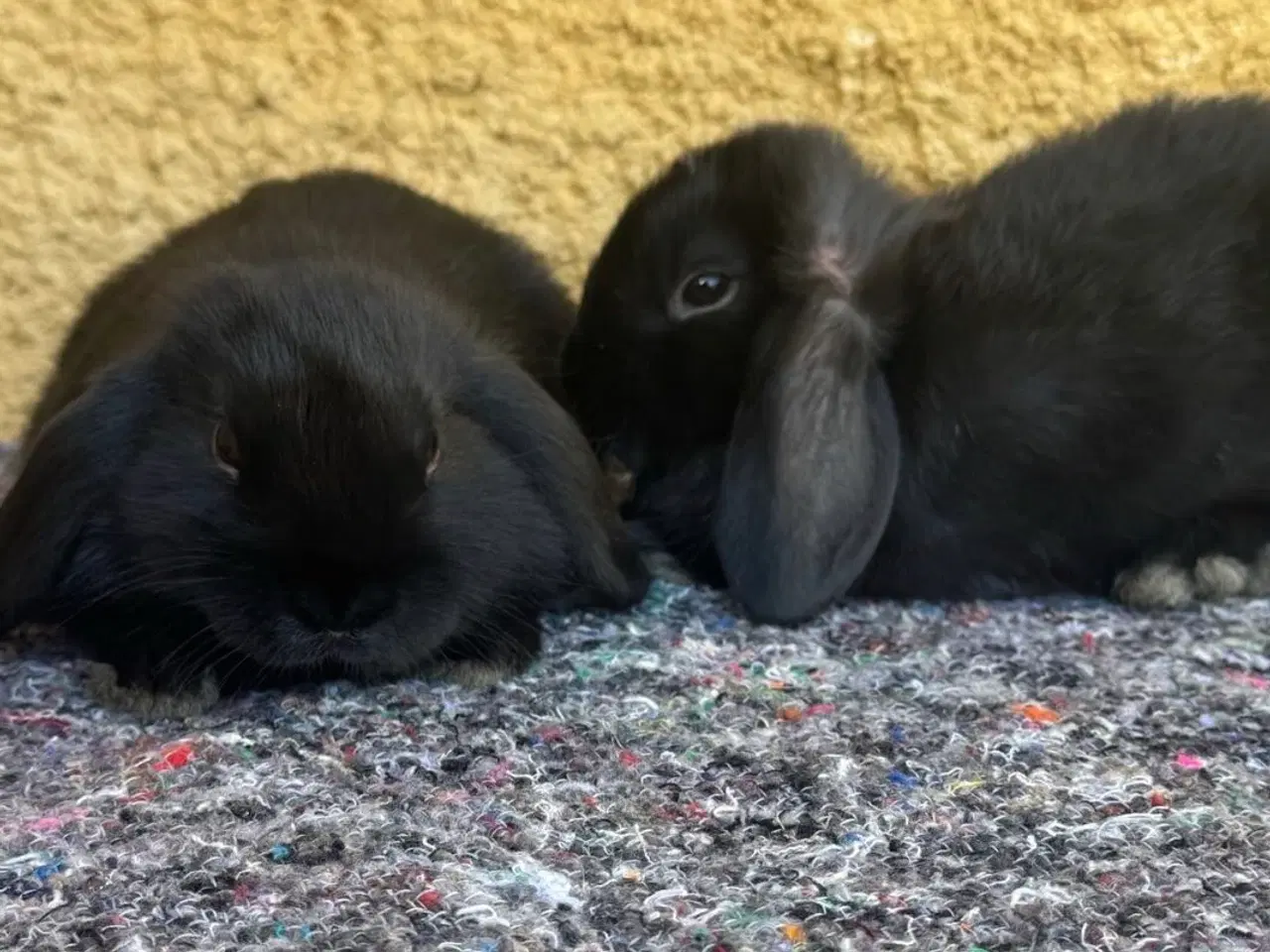 Billede 14 - Han Dværgvædder unger sælges 