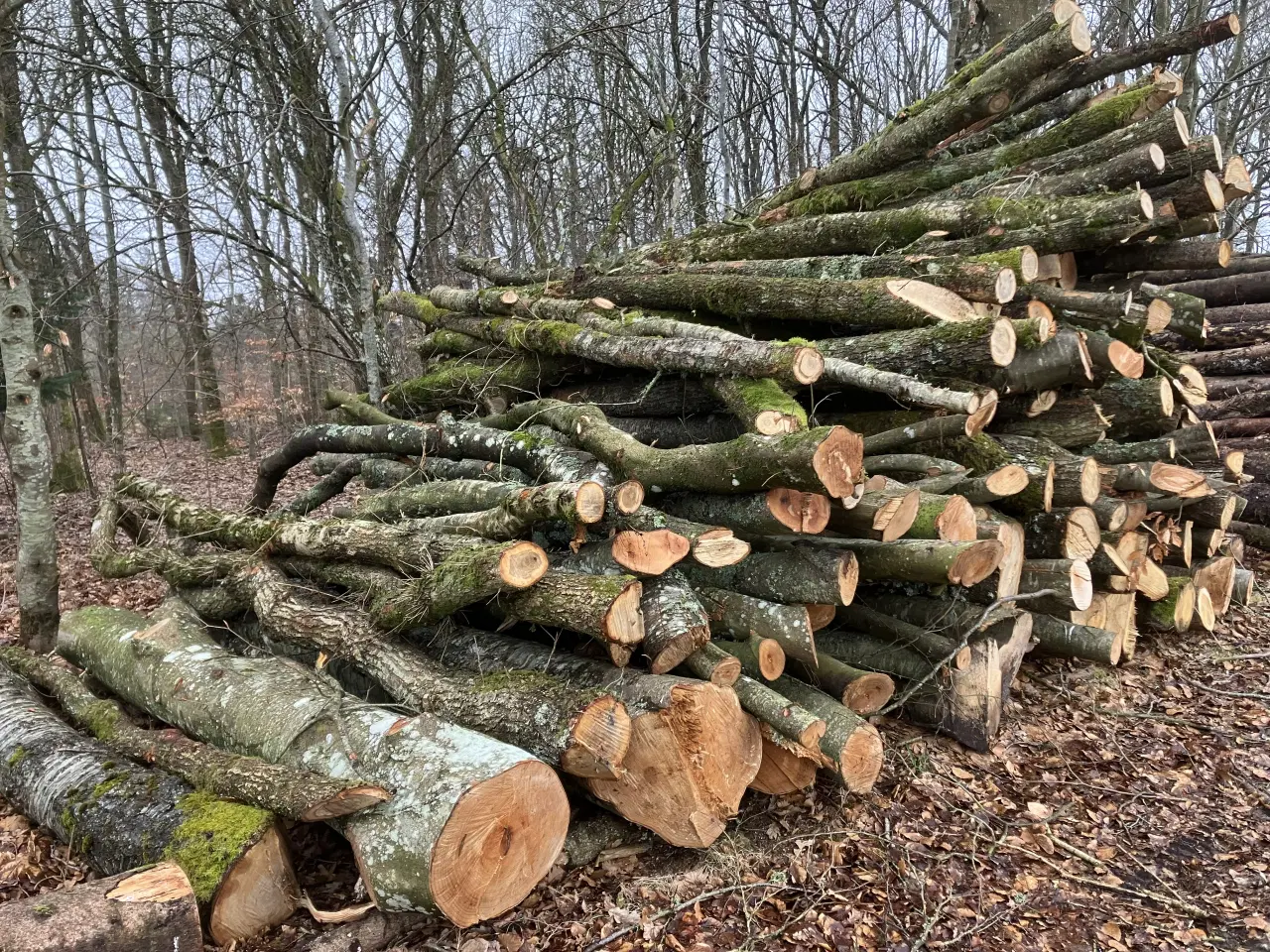 Billede 2 - Brænde. Eg, bøg og Birk