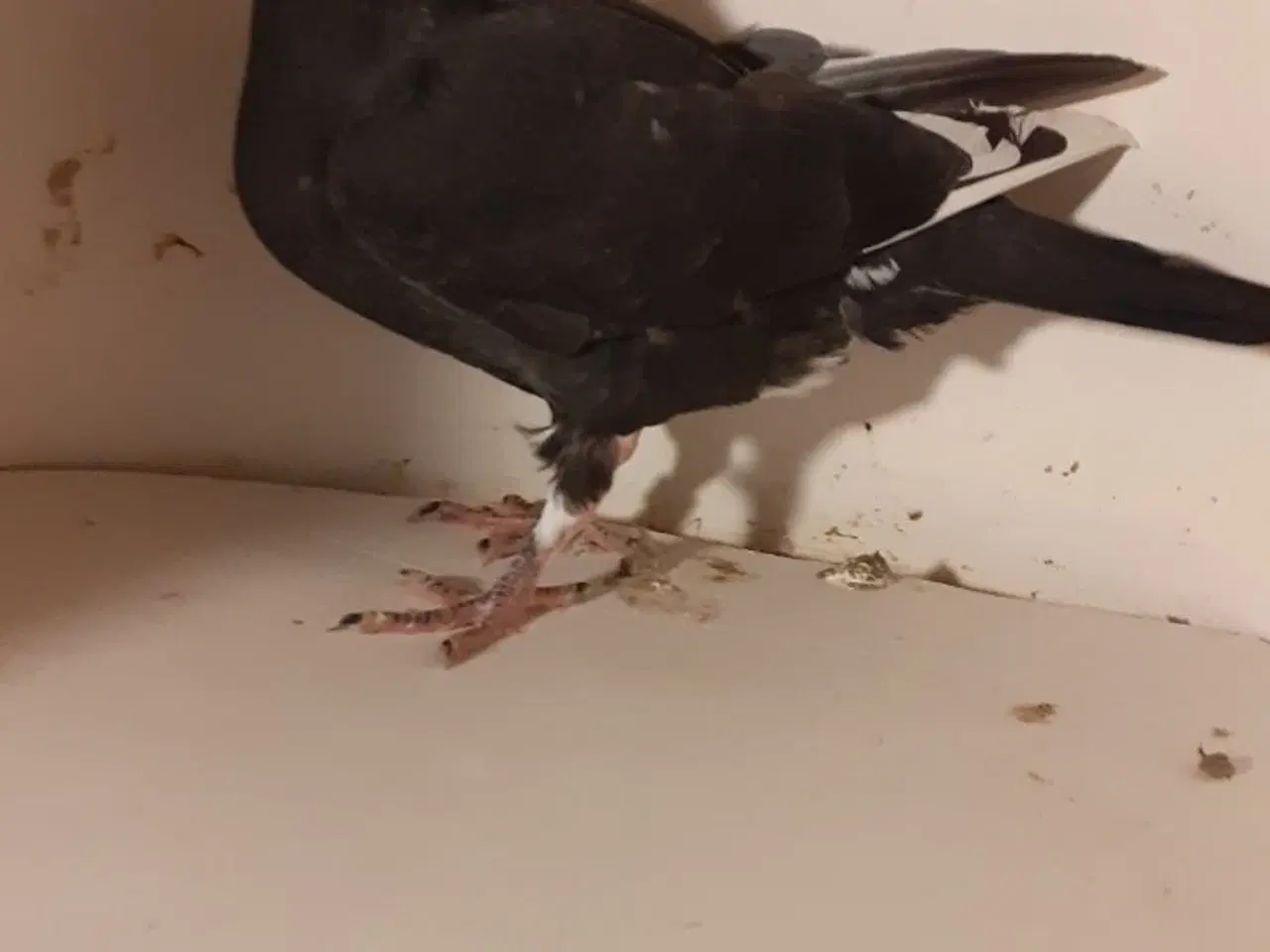 Billede 2 - brevduer unger med stamtavle og dfk ringe