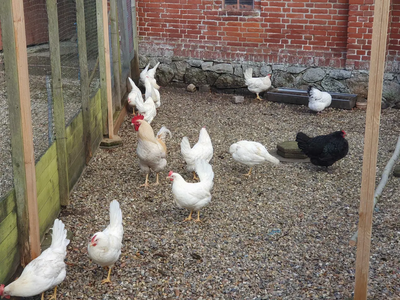 Billede 2 - Havehøns 