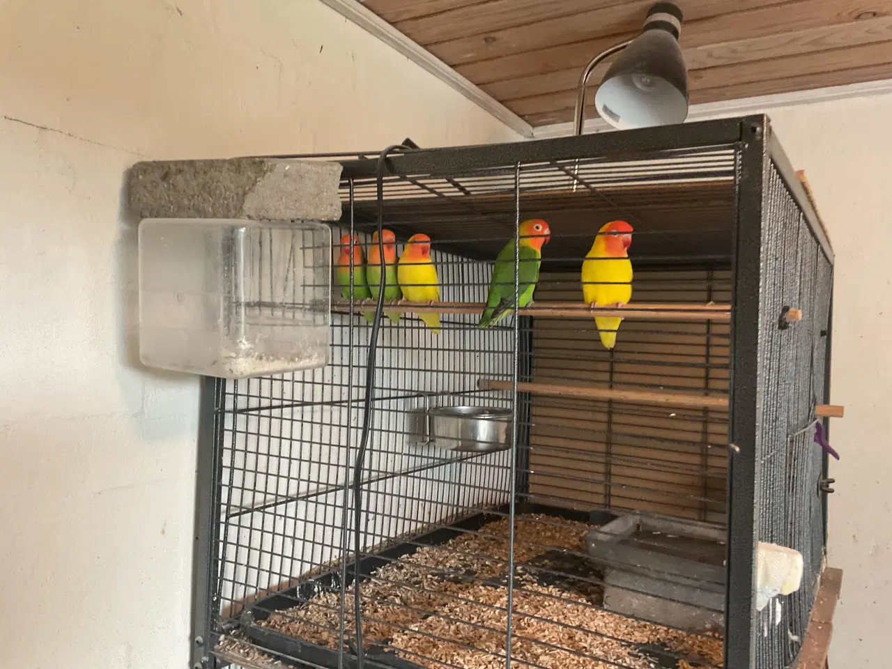 Billede 2 - Jordbærhovedet dværgpapegøjer