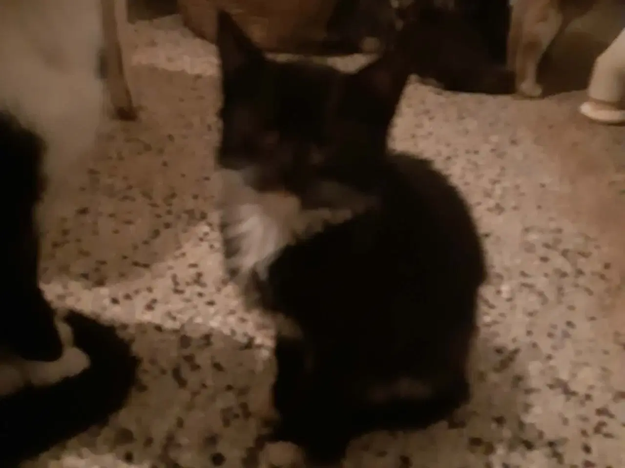 Billede 2 - halv maine coon hunkilling