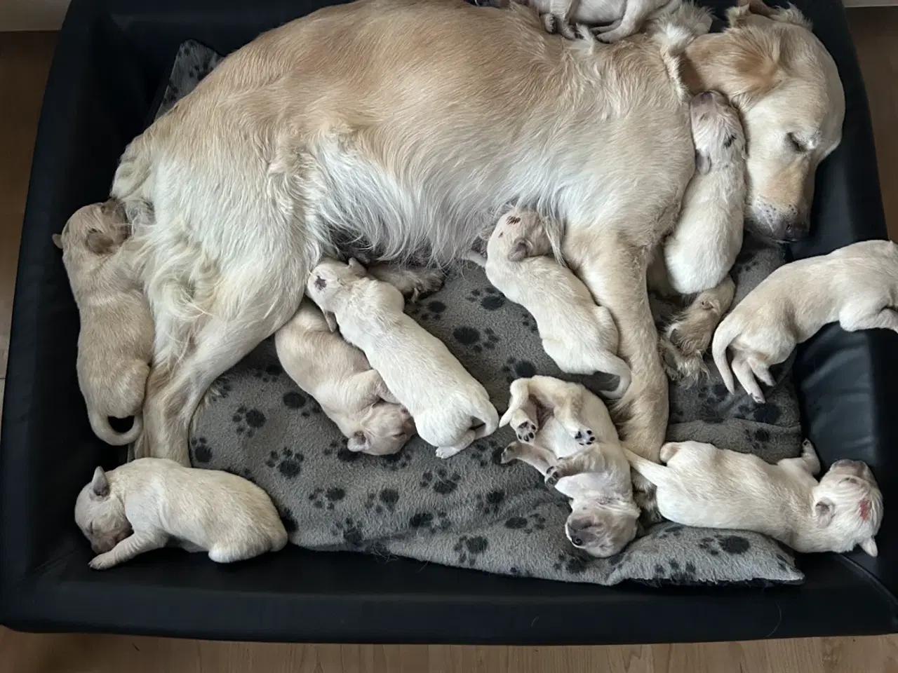 Billede 1 - Golden retriever hvalpe