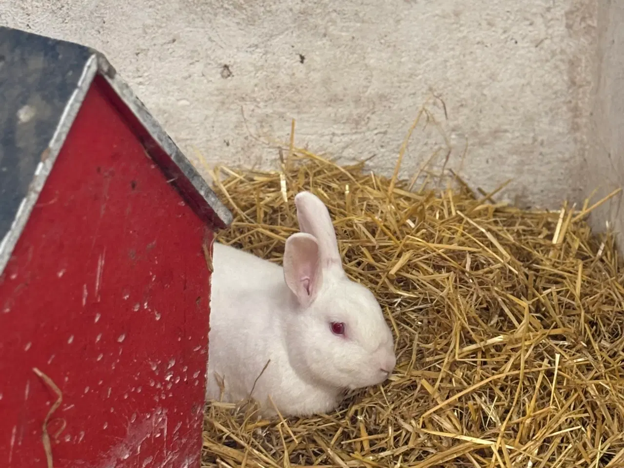 Billede 9 - Kaninunger af stor race