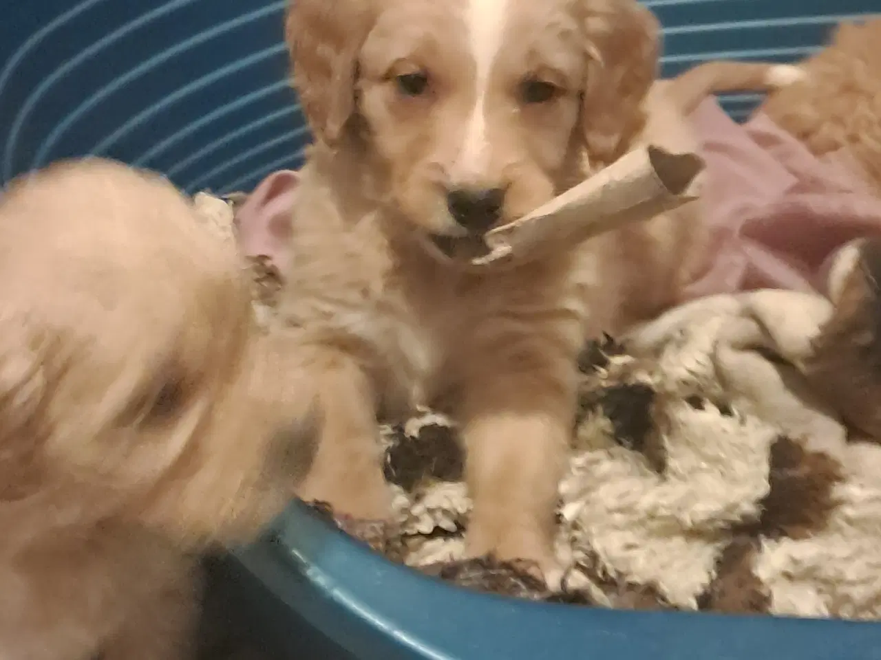 Billede 2 - De sødeste skønneste blandingshvalpe