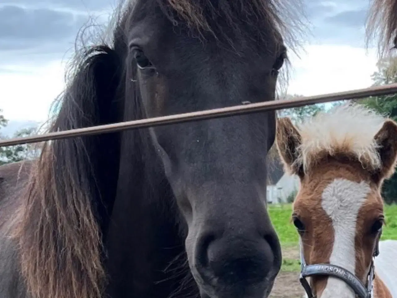 Billede 1 - Sød og lækker 3 års hoppe