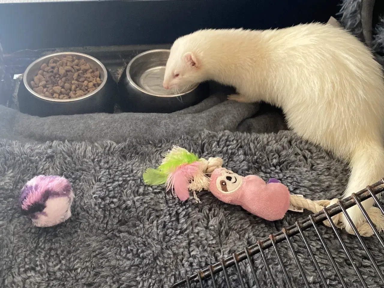 Billede 4 - Fritte-Ilder albino hun 