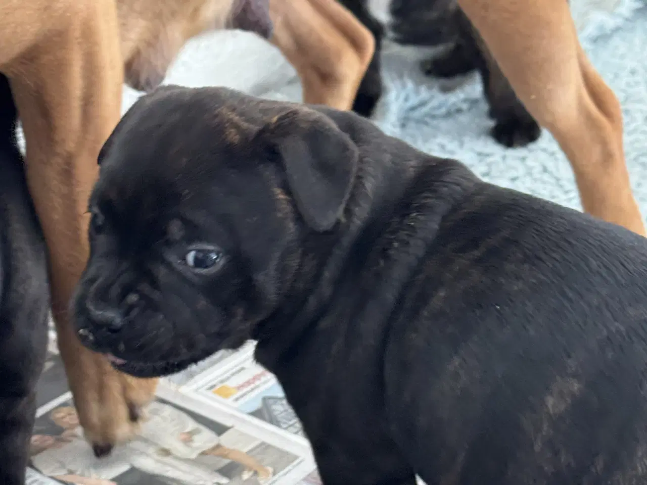 Billede 2 - Flotte Staffer