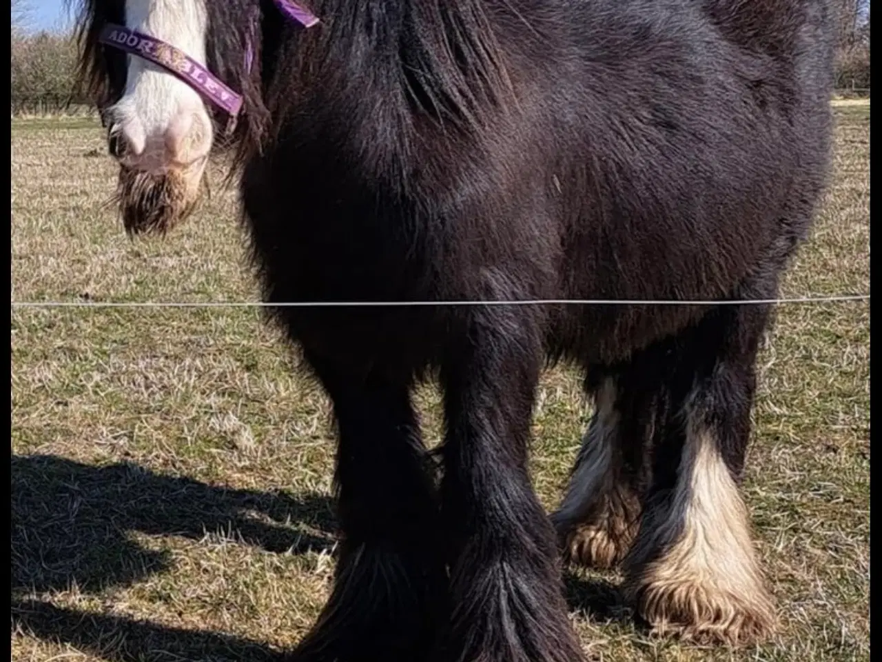 Billede 15 - Super skøn lille irish cob hoppe sælges 