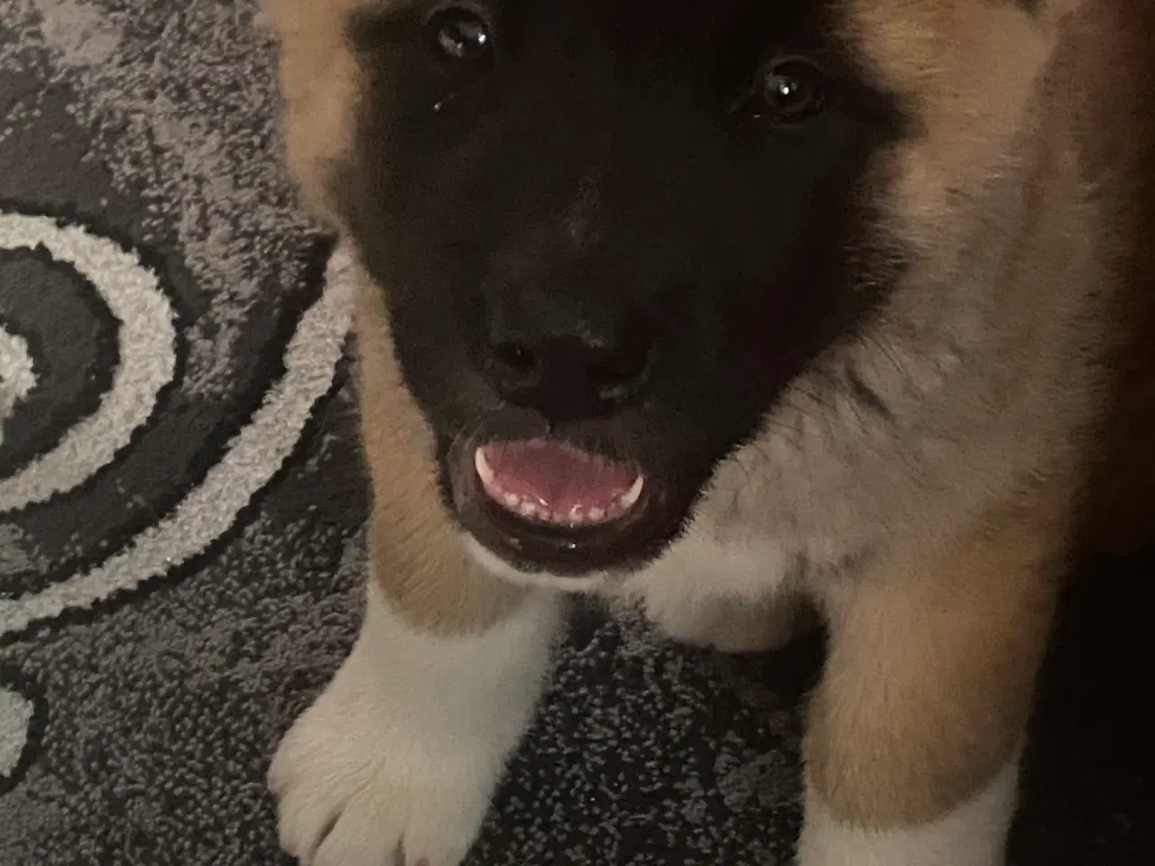 Billede 2 - American Akita 