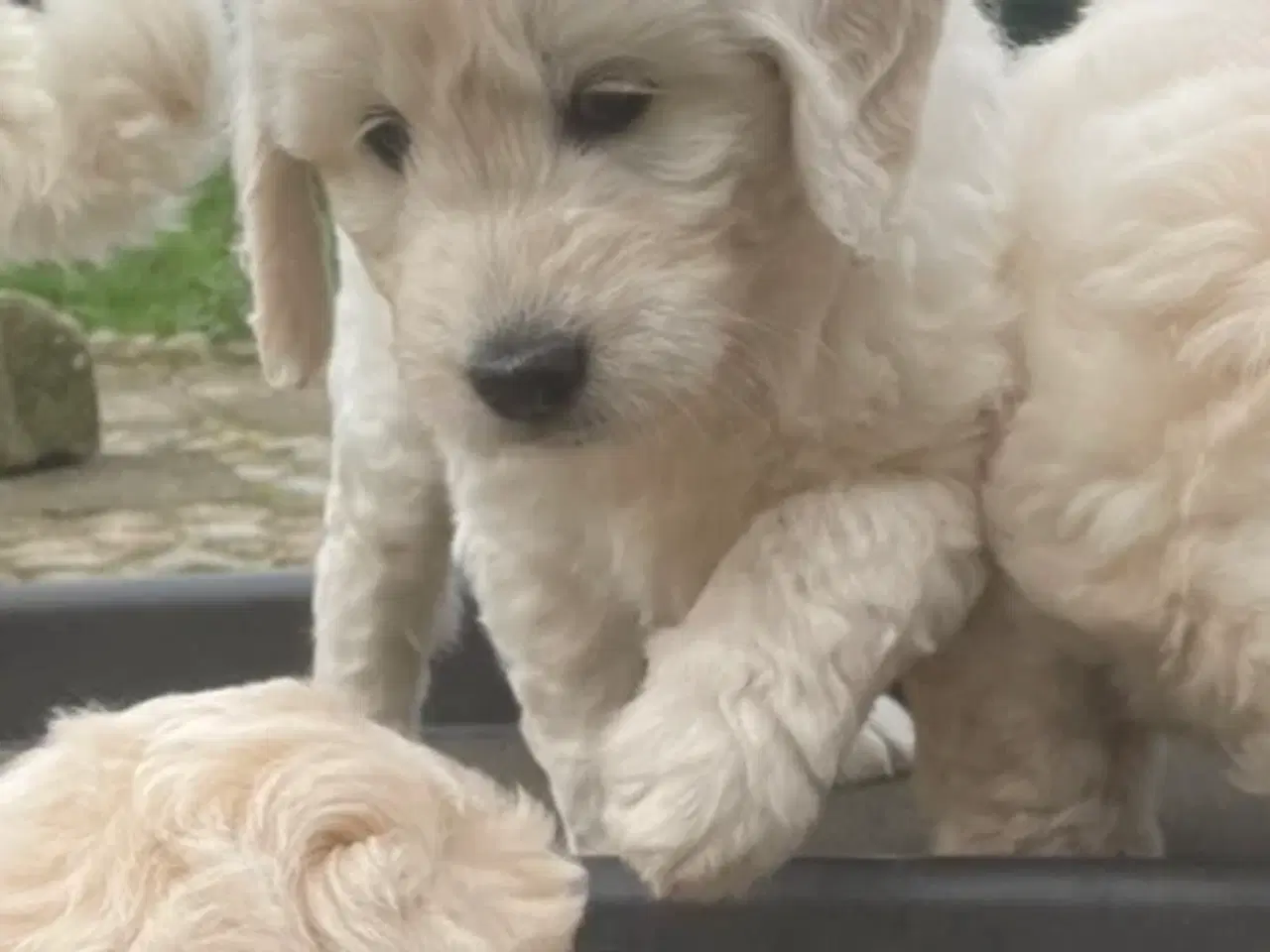 Billede 9 - Doodle - Goldendoodle-hvalpe