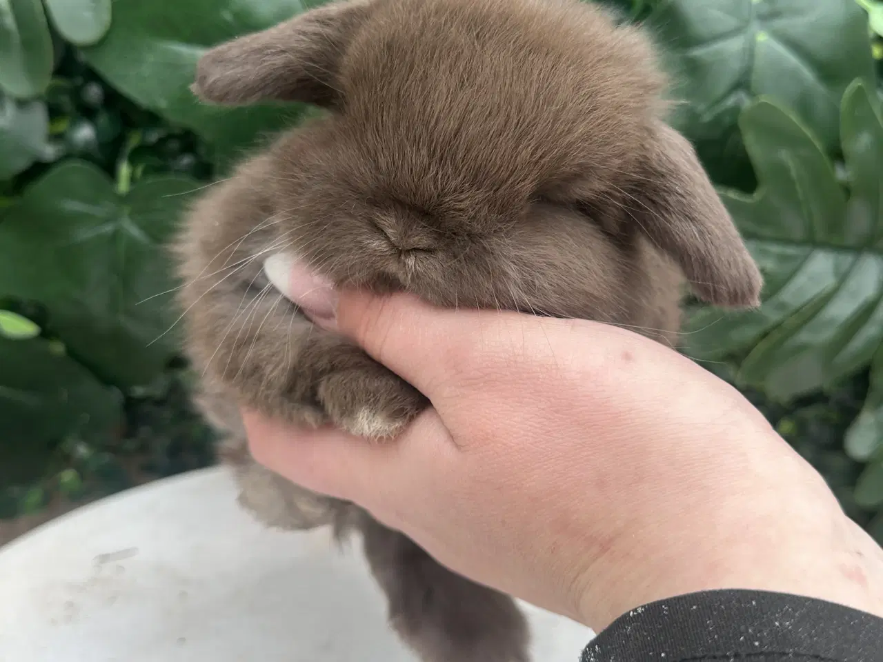 Billede 1 - Ægte minilop - DRENG 