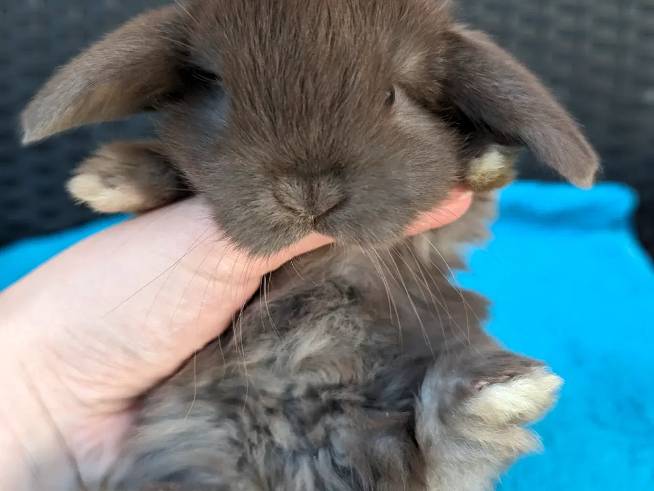 Billede 7 - Minilop kaninunge sælges 