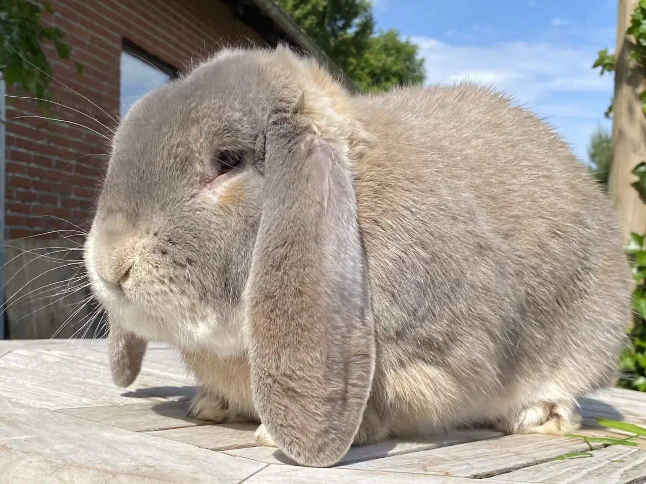 Billede 1 - AVLSKLAR FRANSK VÆDDER HAN ISABELLA OTTER