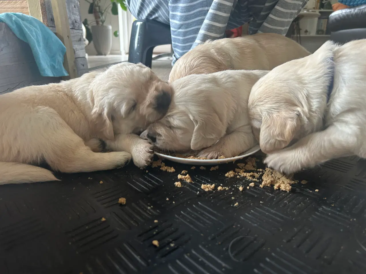 Billede 8 - Skønne gyldne Golden Retriever hvalpe