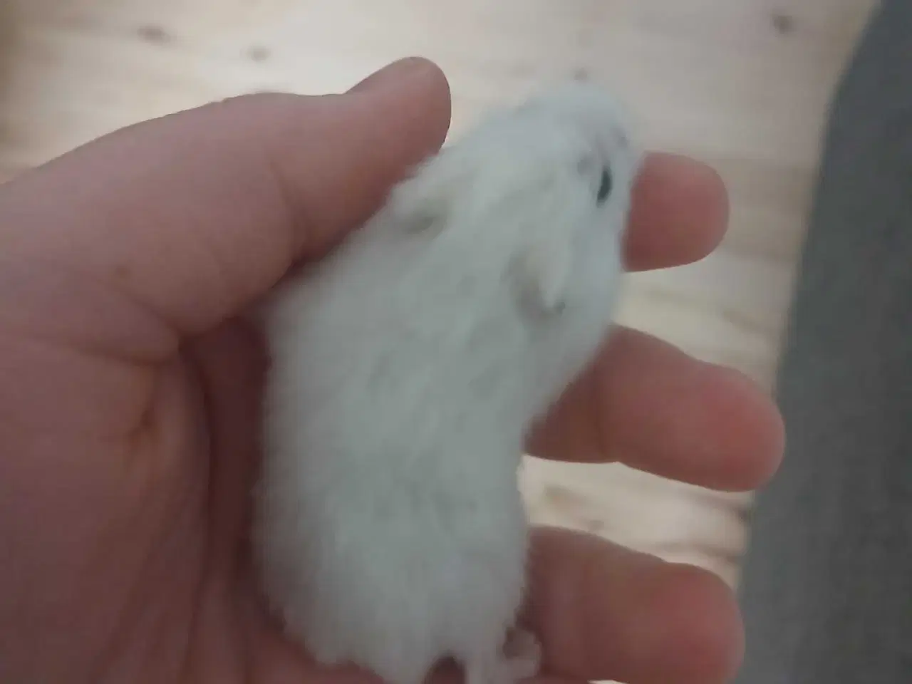 Billede 2 - Dværghamster unger 