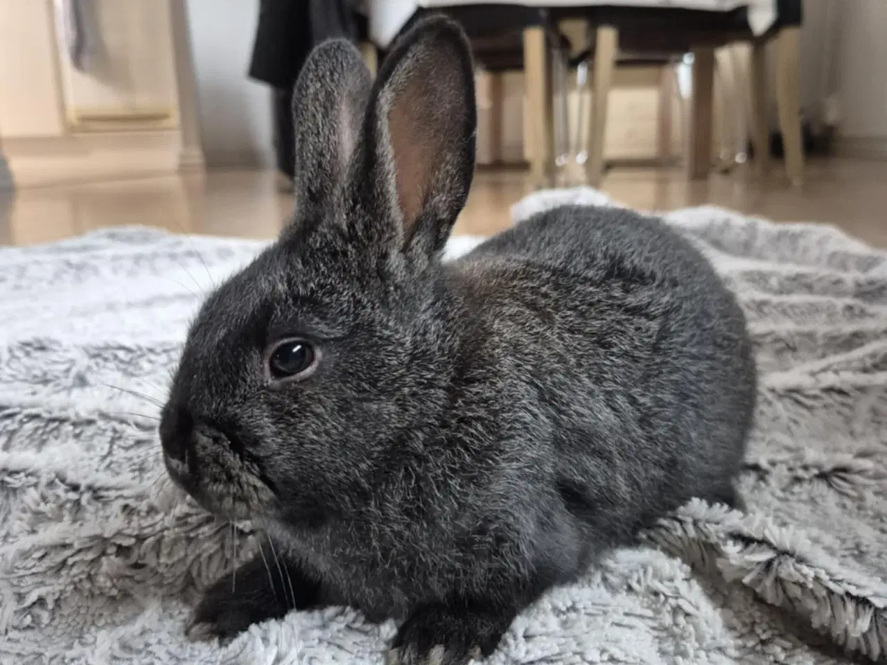 Billede 5 - Kaninunger blandings race 