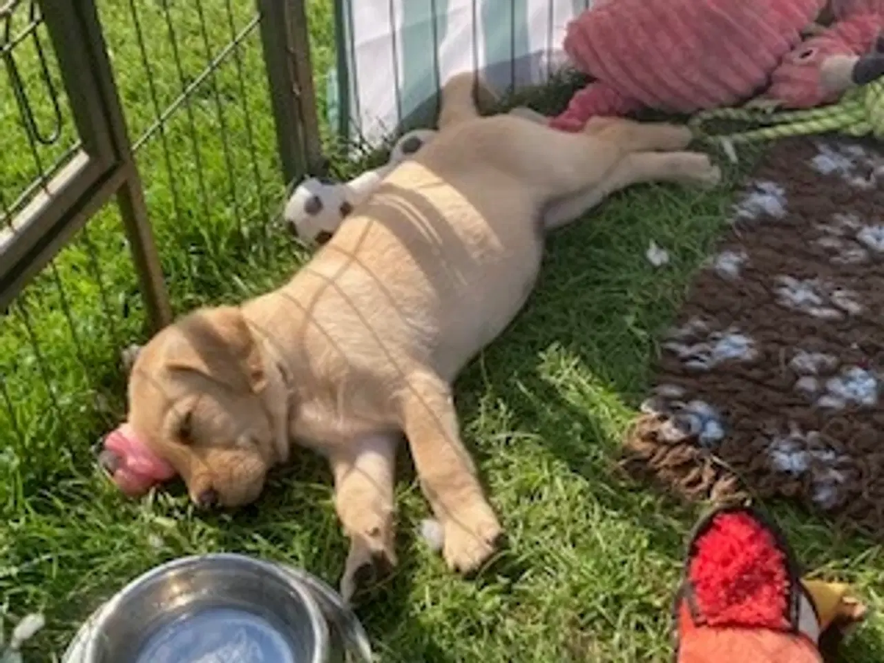 Billede 8 - F1 Labrador hvalpe med DKK papir klar 16-9-24