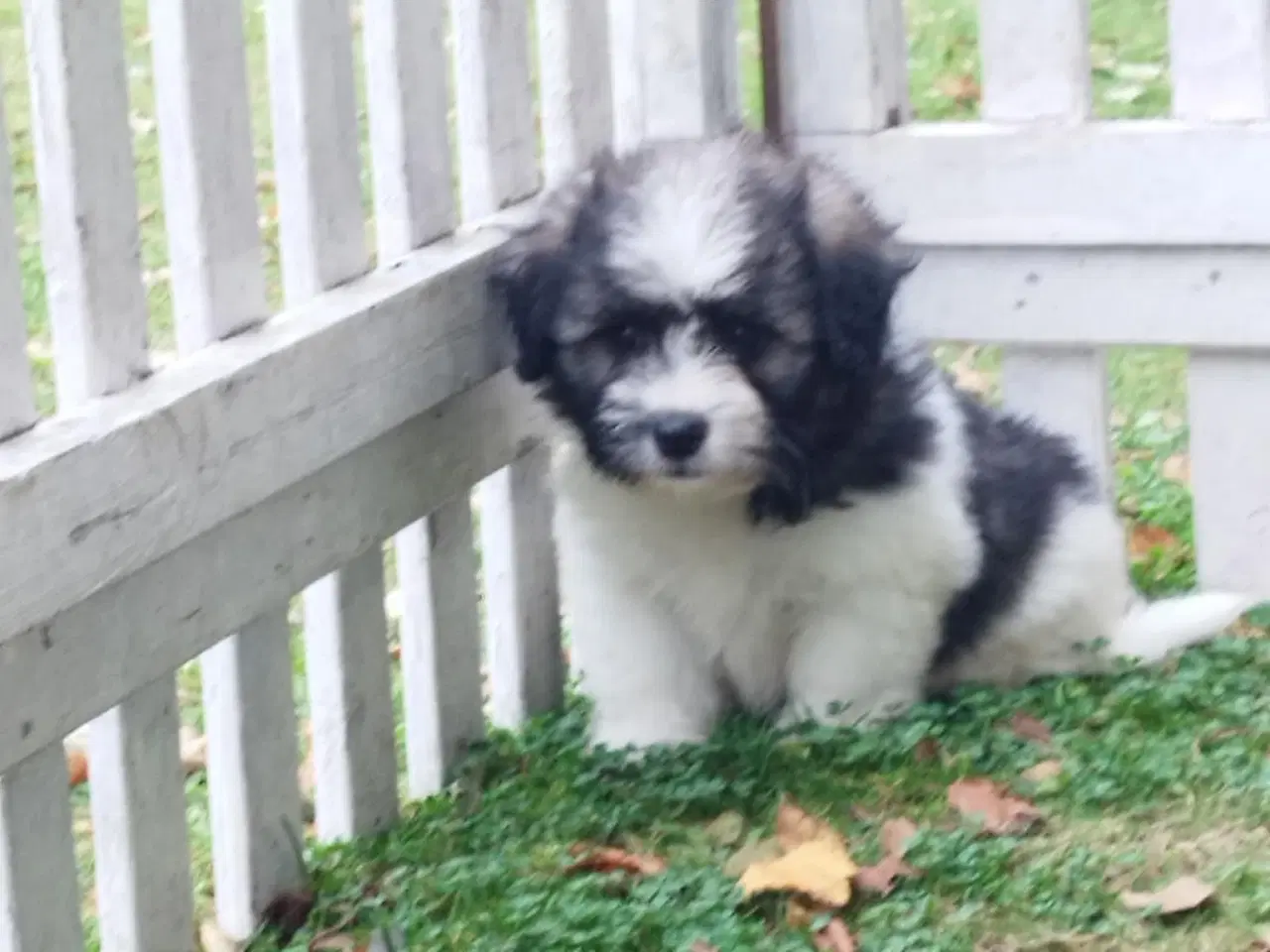 Billede 6 - Coton de tulear