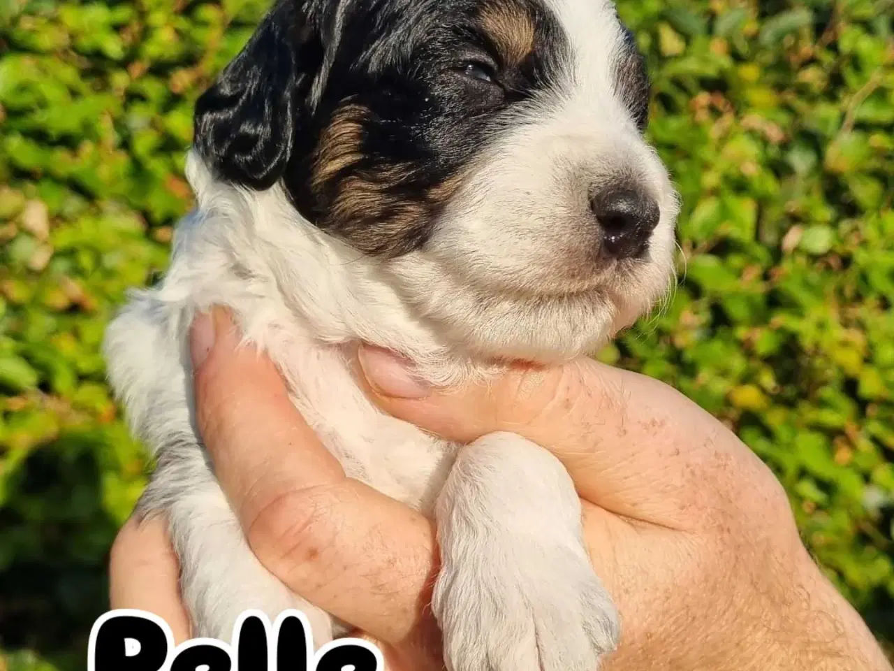 Billede 6 - Golden Doodle F1b hvalpe – klar til nye hjem i okt