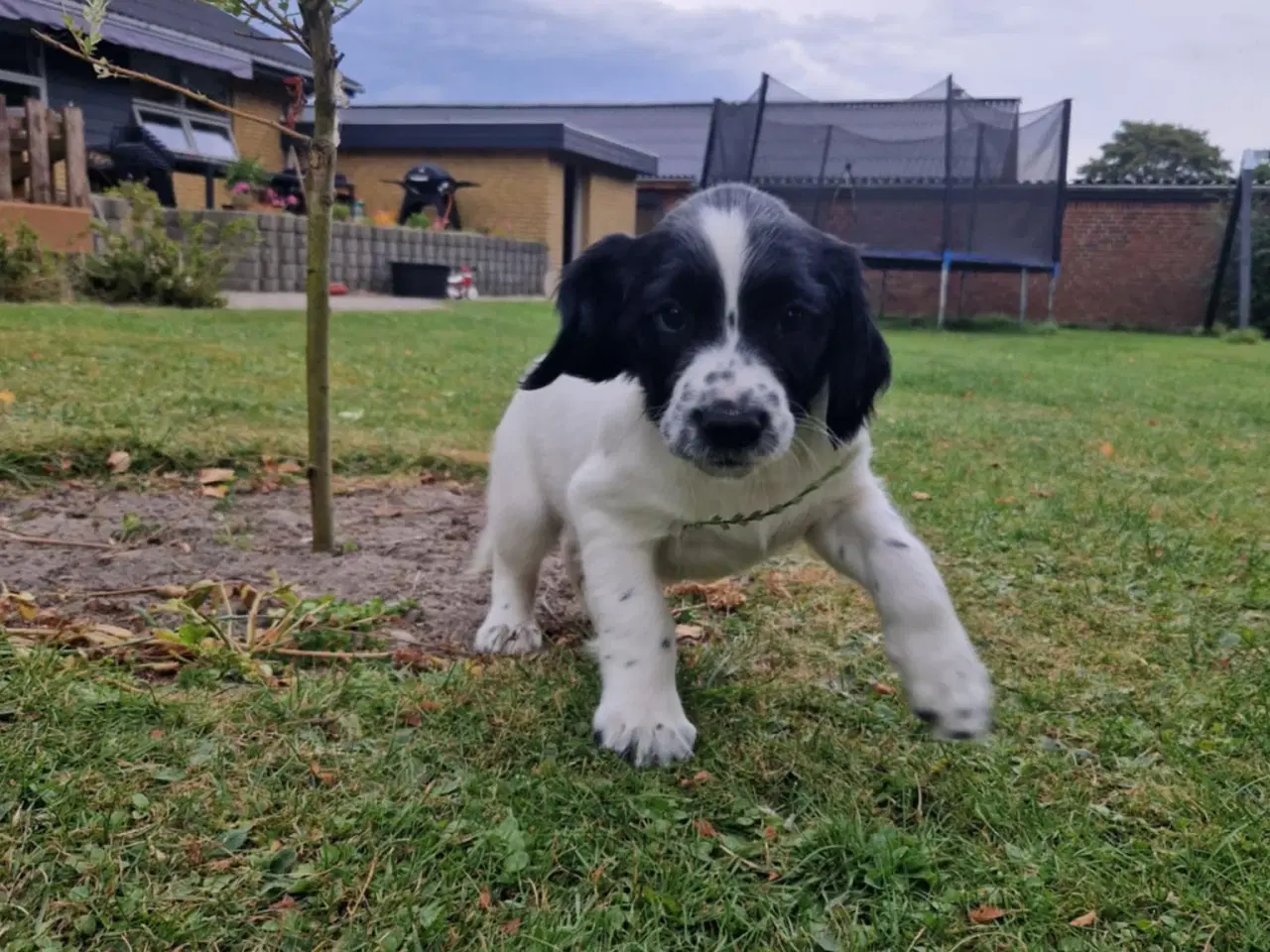 Billede 8 - Springer Spaniel 